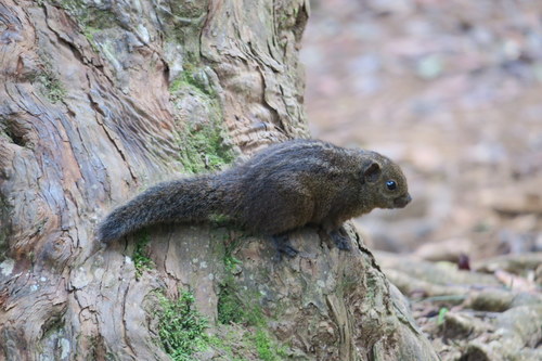 Funambulus obscurus