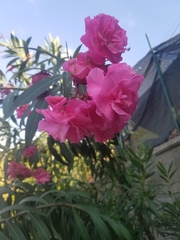 Nerium oleander