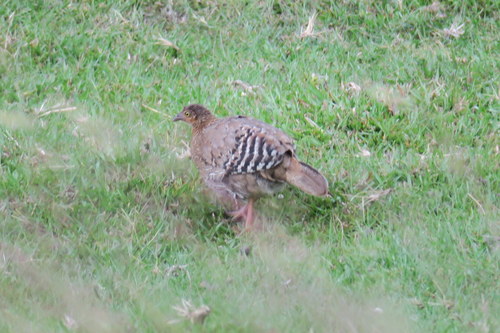 Gallus lafayettii