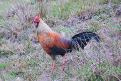 Gallus lafayettii