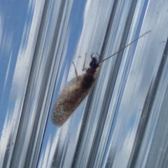 Psectra diptera