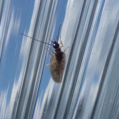 Psectra diptera