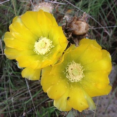Opuntia huajuapensis