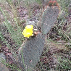 Opuntia huajuapensis