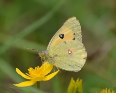 Colias fieldii