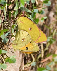 Colias fieldii