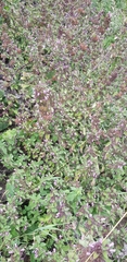 Ballota nigra