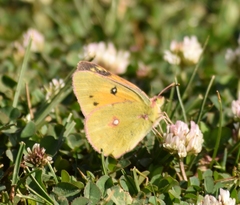 Colias fieldii