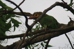 Psilopogon zeylanicus