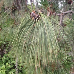 Pinus pseudostrobus apulcensis