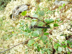 Somatochlora alpestris