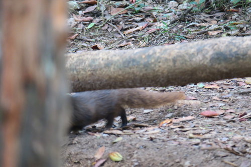 Urva fusca