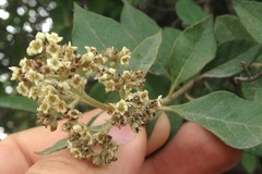 Buddleja parviflora