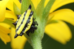 Gasteracantha diadesmia
