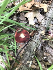 Exsudoporus frostii
