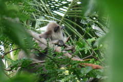 Semnopithecus priam
