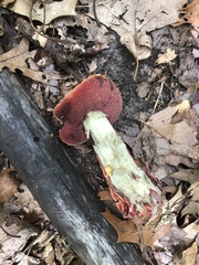 Exsudoporus frostii