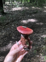 Exsudoporus frostii