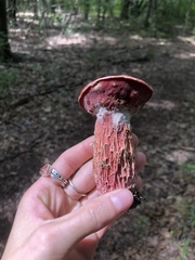Exsudoporus frostii