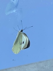 Pieris brassicae