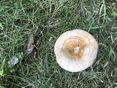 Lactarius
