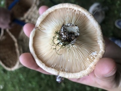 Lactarius