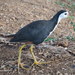 White-breasted Waterhen - Photo (c) Jacky Judas, some rights reserved (CC BY)