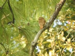 Glaucidium
