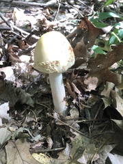 Agaricales
