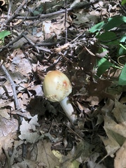 Agaricales