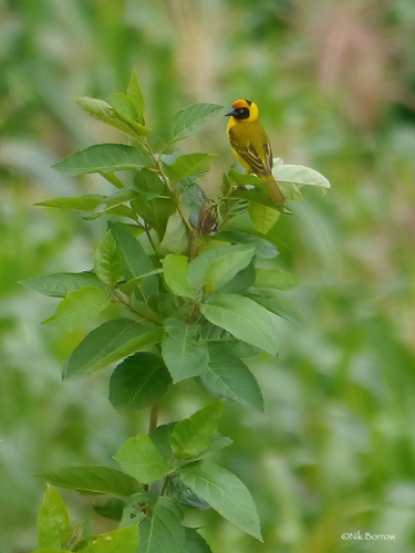 Bertram's Weaver