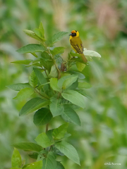 Ploceus bertrandi