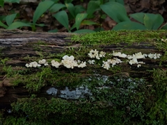 Antrodiella