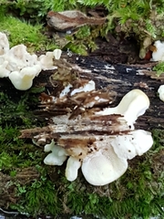 Antrodiella