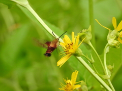 Hemaris thysbe