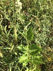 Chenopodiastrum hybridum