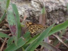 Taractrocera ceramas