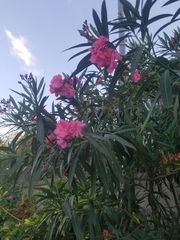 Nerium oleander
