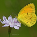 Mariposa Dormilona Naranja - Photo (c) Edward Perry IV, algunos derechos reservados (CC BY-NC), subido por Edward Perry IV