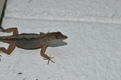 Anolis sagrei
