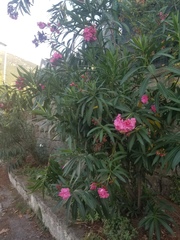 Nerium oleander