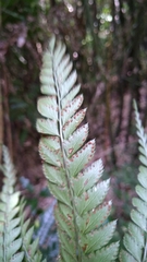 Arachniodes rhomboidea