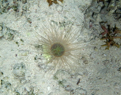 Pachycerianthus