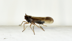 Tarophagus colocasiae