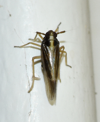 Tarophagus colocasiae