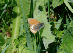 Coenonympha gardetta