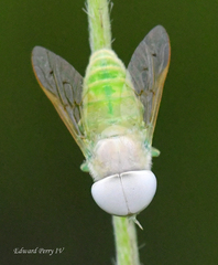 Chlorotabanus crepuscularis