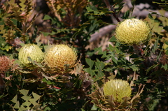 Banksia baxteri