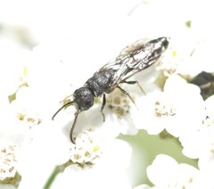 Sapygina decemguttata