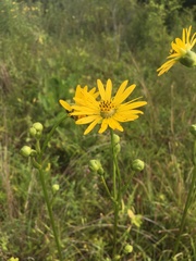 Silphium terebinthinaceum